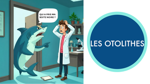 IFSEA - 7. Les otolithes