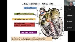 DEUST 1 STAPS : CM Physiologie cardiovasculaire et respiratoire