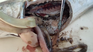 IFSEA - 4 Dissection du merlan