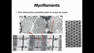L1 Physio Fondamentale Muscle 2