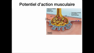 L1 Physiologie fondamentale – Muscle 4