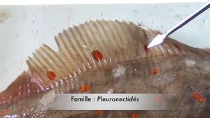 IFSEA 3. Observation Anatomie Morphologie