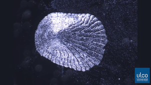 IFSEA - 8. Les écailles