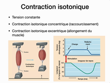 Muscle Entier – Caractéristiques de la contraction.mp4