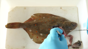 IFSEA - 5. Dissection de la plie