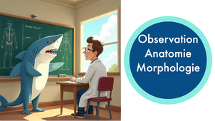 IFSEA - 3. Observation Anatomie Morphologie