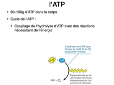 Métabolisme – Energie, ATP.mp4