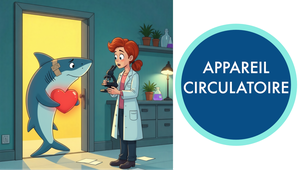 IFSEA - 6. Appareil circulatoire