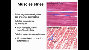 L1 Physio Fondamentale Muscle 1