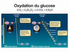 Metabolisme – Oxydation du glucose.mp4