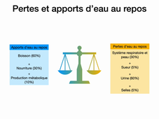 L2 Physiologie appliquée – Hydratation