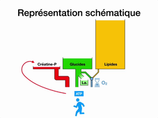Métabolisme – Utilisation au cours de l'AP.mp4