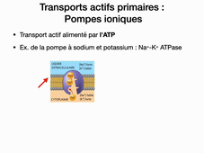 L1 STAPS Physio Fondamentale Membranes