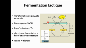 L1 Physiologie fondamentale – Métabolisme 3