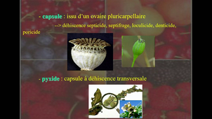 AMIENS-PASS_20260311-080845_S1R1-1.m4v