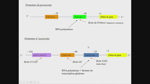 AMIENS-PASS_20251014-100453_S1R1.m4v