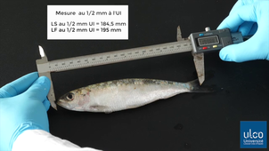 IFSEA - 1. La mesure du poisson