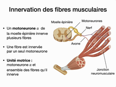 Muscle entier – Contrôle de la force.mp4